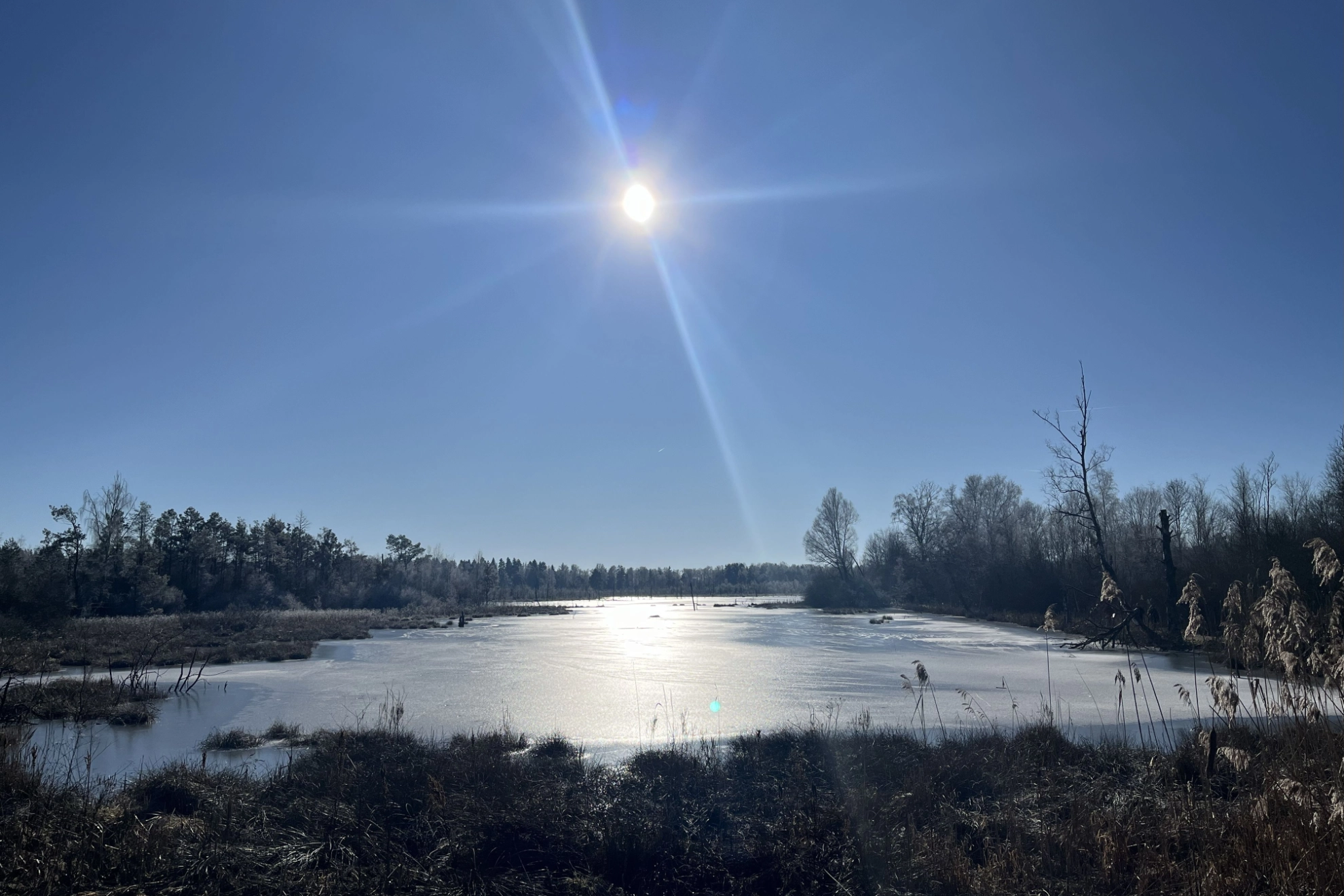 Schwenninger Moos im Winter mit Sonne